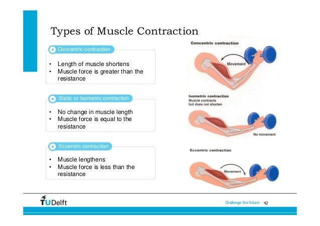 Eccentric-Isometric-Concentric Muscle Contractions