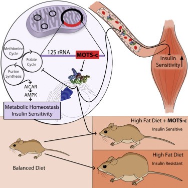 MOTS-c  - The Fountain of Youth Protein