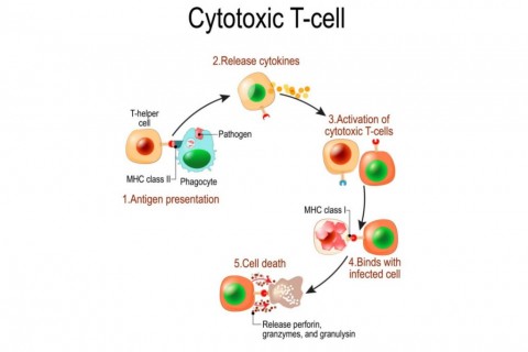 Positive Effects of Exercise on Cancer