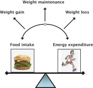 How the body burns calories