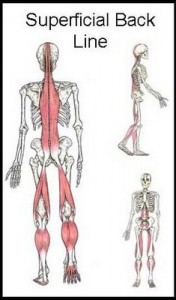 The Superficial Back Line