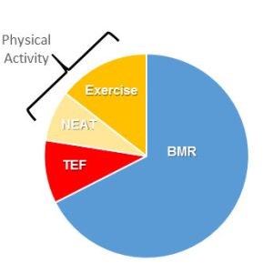 Eat a Big Breakfast for Greater Diet-Induced Thermogenesis